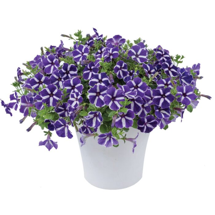 PETUNIA CASCADIAS Purple Gem - Image 2