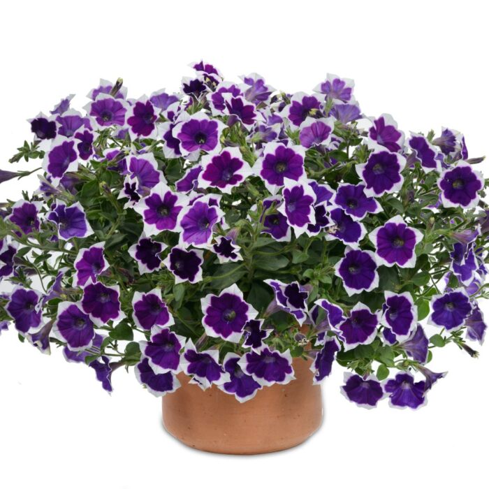 PETUNIA CASCADIAS Rim Violet - Image 2