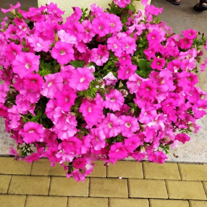 PETUNIA CONCHITA Grande Pink PP - Image 2