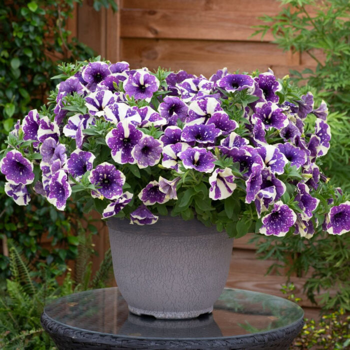 PETUNIA DESIGNER Blueberry Burst - Image 2