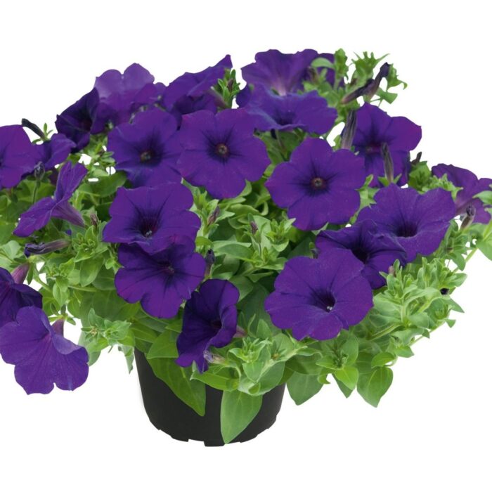 PETUNIA KUYAMBA Lilac Blue - Image 2