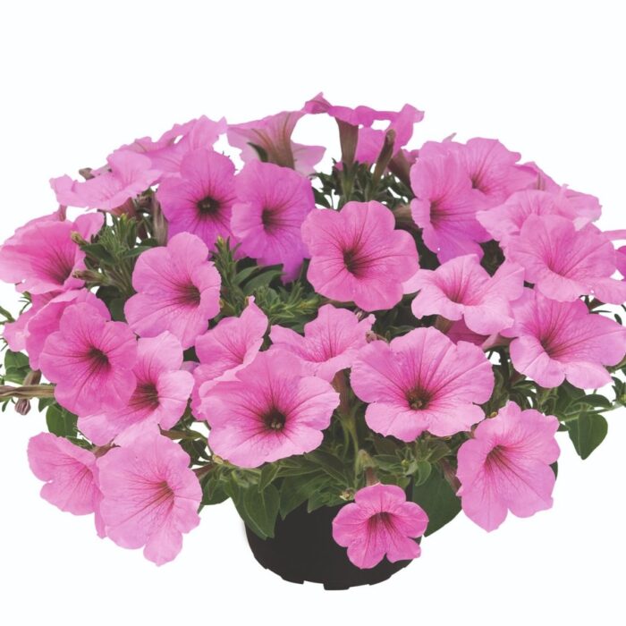 PETUNIA KUYAMBA Pink - Image 2