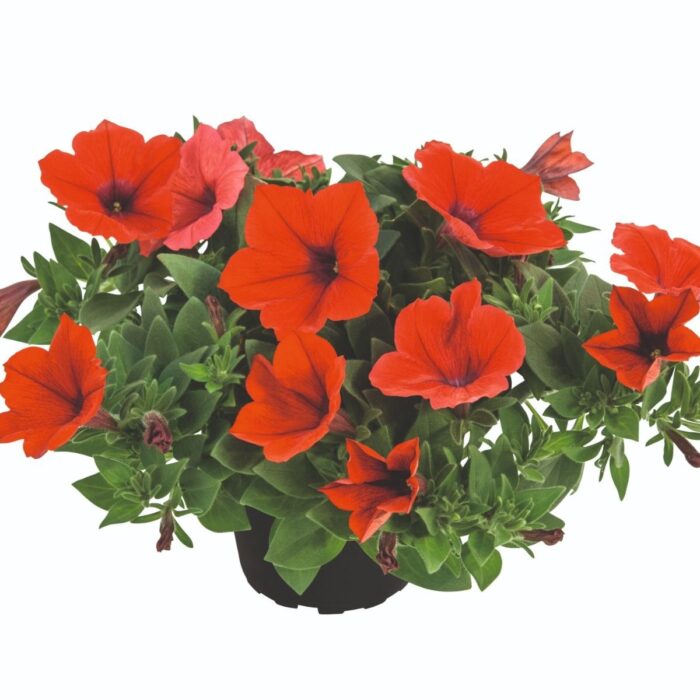 PETUNIA KUYAMBA Red PP - Image 2