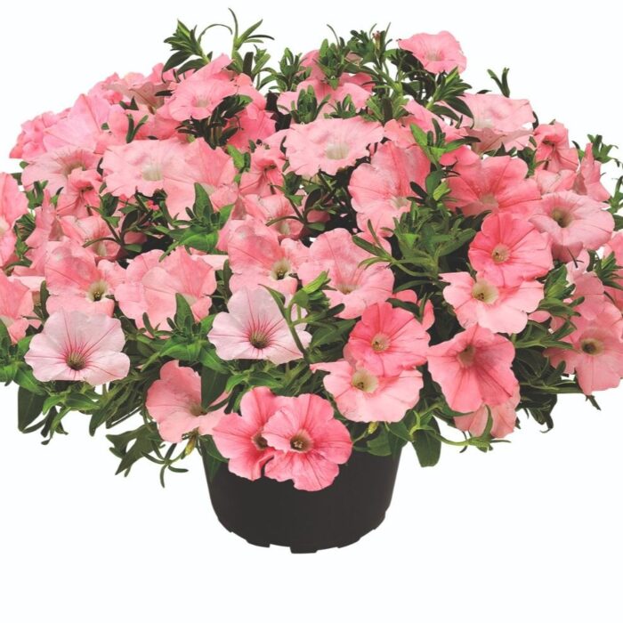 PETUNIA KUYAMBA Salmon PP - Image 2