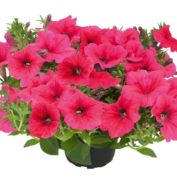 PETUNIA KUYAMBA Sweet Pink PP - Image 2