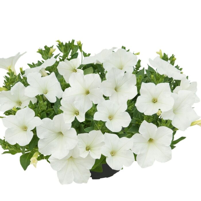 PETUNIA KUYAMBA White 2025 PP - Image 2