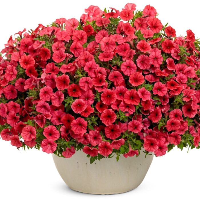 PETUNIA MINI VISTA Coral PP - Image 2