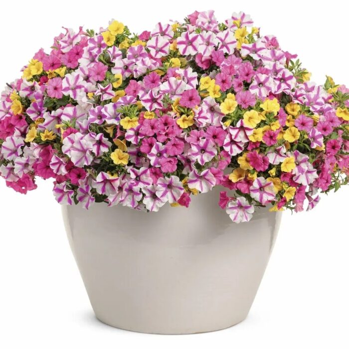 PETUNIA MINI VISTA Hot Pink  PP - Image 3