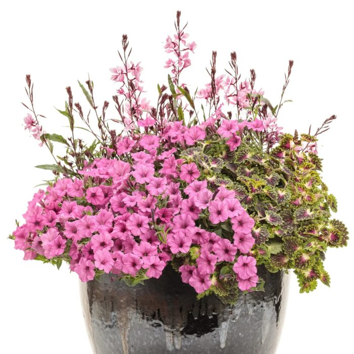 PETUNIA MINI VISTA Hot Pink  PP - Image 2