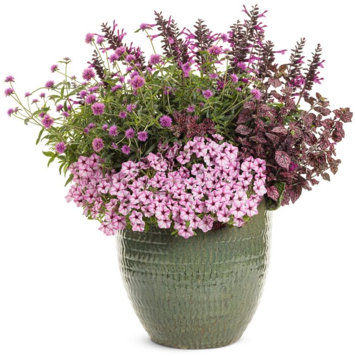 PETUNIA MINI VISTA Pink Star - Image 2