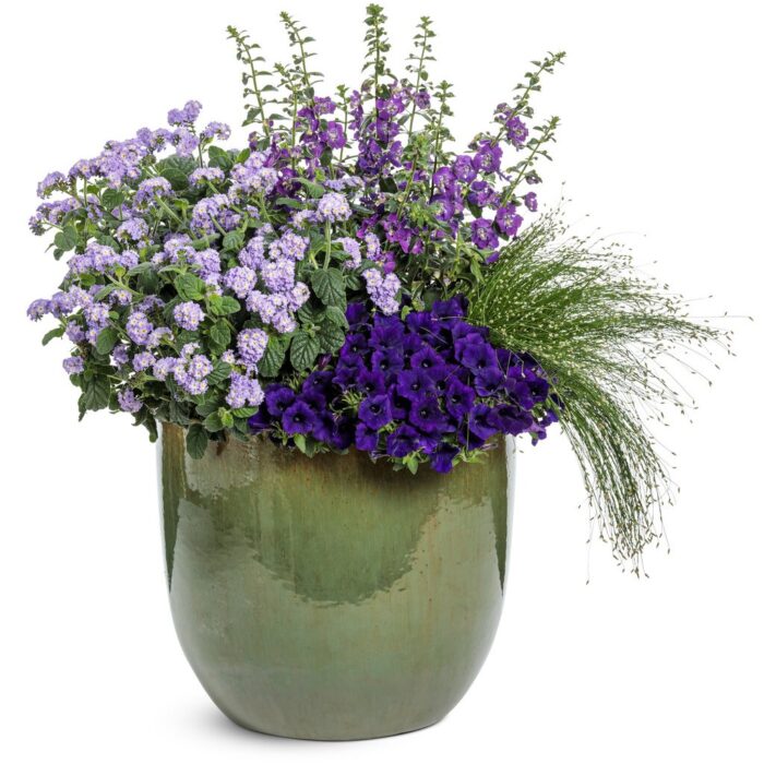 PETUNIA MINI VISTA Ultramarine - Image 4