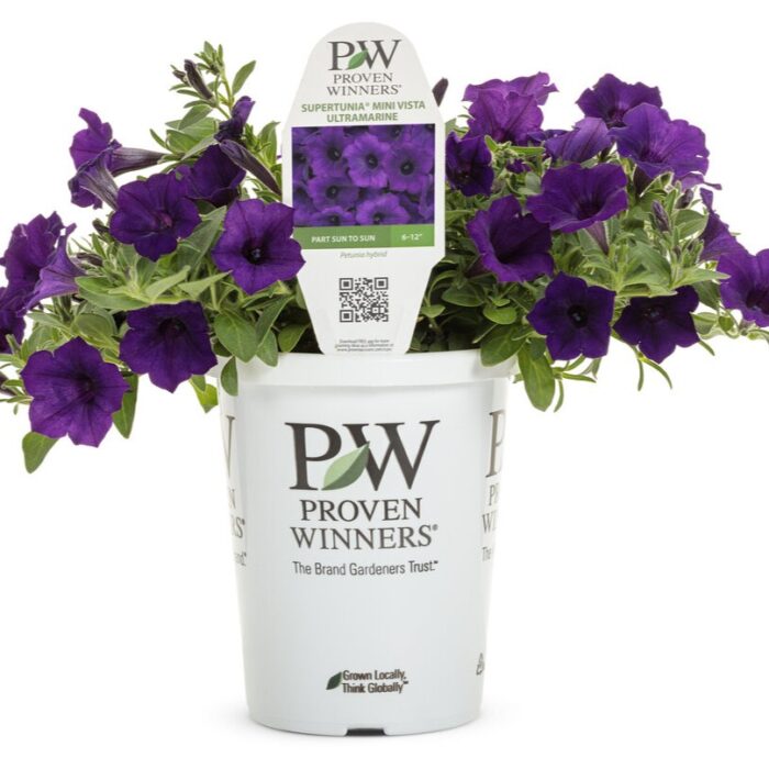 PETUNIA MINI VISTA Ultramarine - Image 5