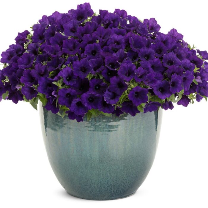 PETUNIA MINI VISTA Ultramarine PP - Image 5