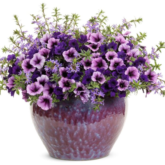 PETUNIA MINI VISTA Ultramarine PP - Image 2