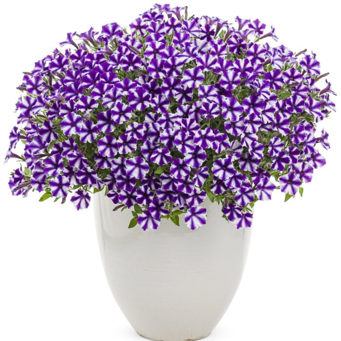 PETUNIA MINI VISTA Violet Star - Image 4
