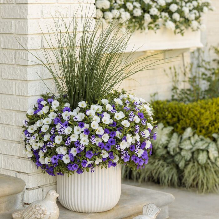 PETUNIA MINI VISTA Violet Star - Image 3