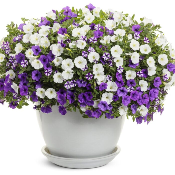 PETUNIA MINI VISTA Violet Star - Image 2