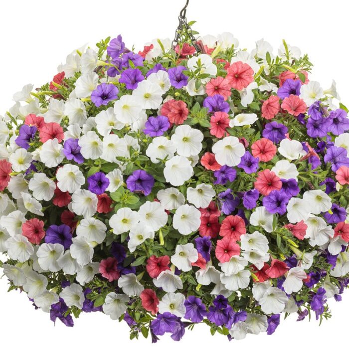 PETUNIA MINI VISTA White - Image 2