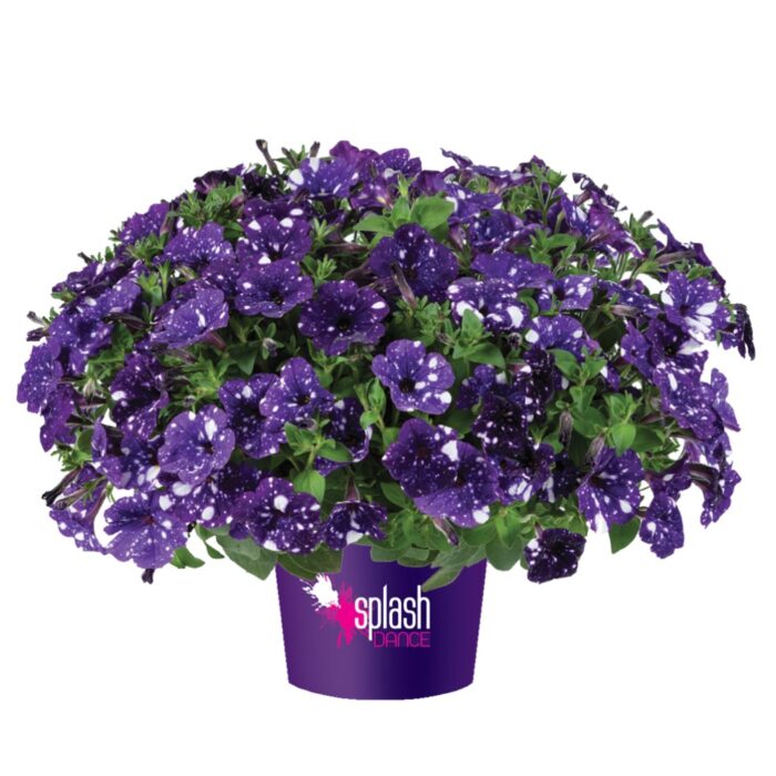 PETUNIA SPLASH DANCE Bolero Blue - Image 2