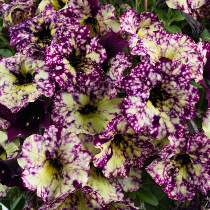 PETUNIA SPLASH DANCE Magenta Mambo - Image 3