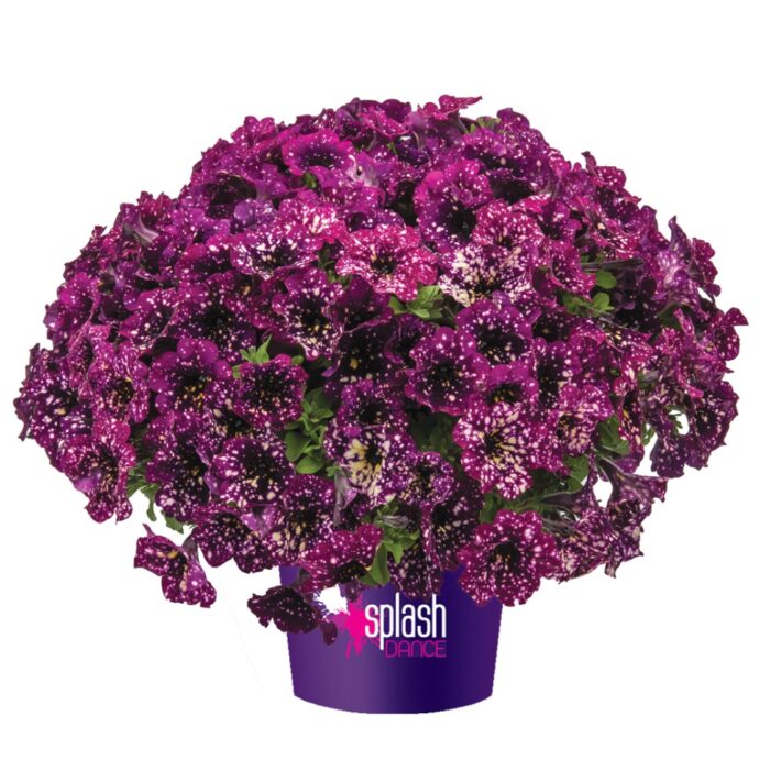 PETUNIA SPLASH DANCE Magenta Mambo PP - Image 3