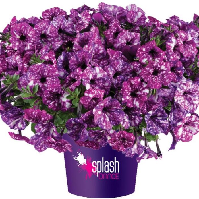 PETUNIA SPLASH DANCE Purple Polka - Image 2