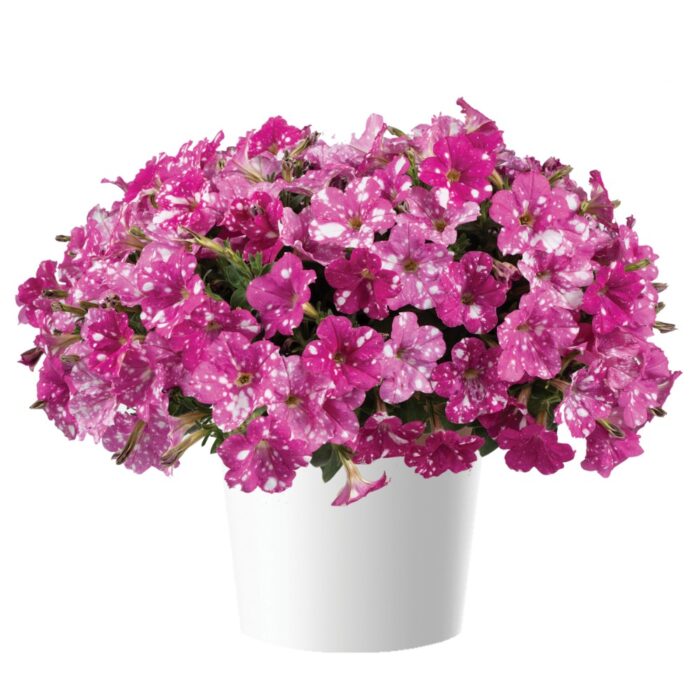 PETUNIA SPLASH DANCE Rumba Rose PP - Image 2