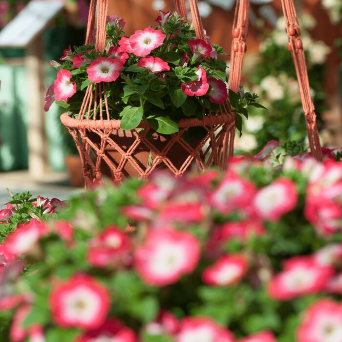PETUNIA  SURFINIA Coral Morn - Image 2