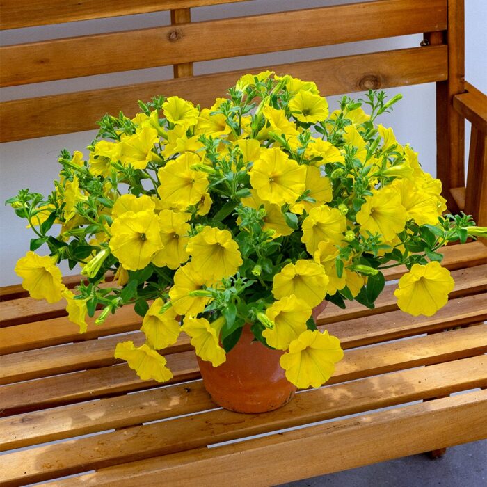 PETUNIA  SURFINIA Dark Yellow Morn PP - Image 2