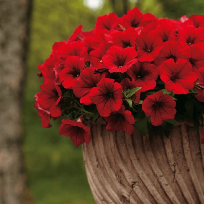PETUNIA  SURFINIA Deep Red PP - Image 2