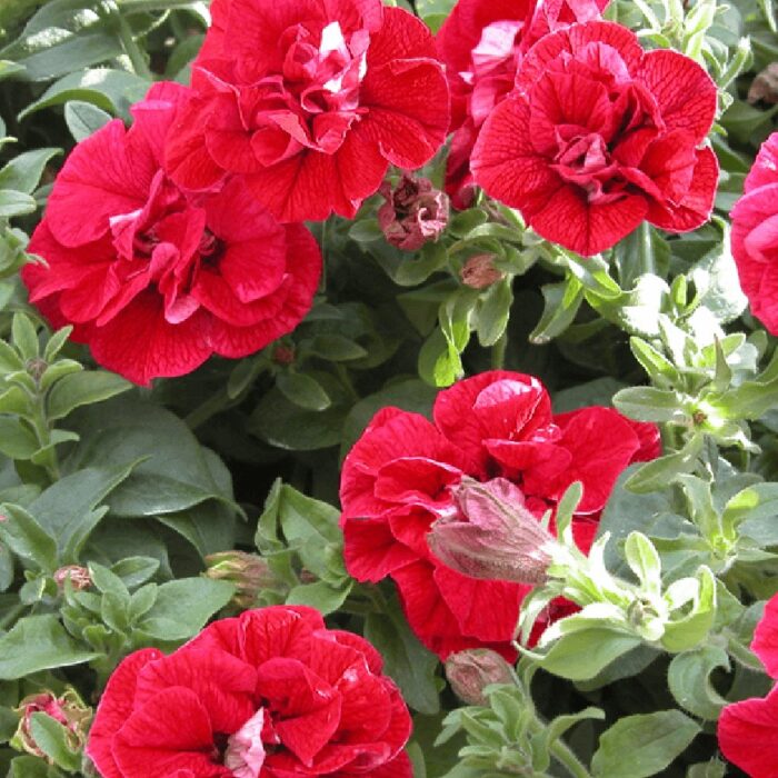 PETUNIA  SURFINIA Double Red PP - Image 2