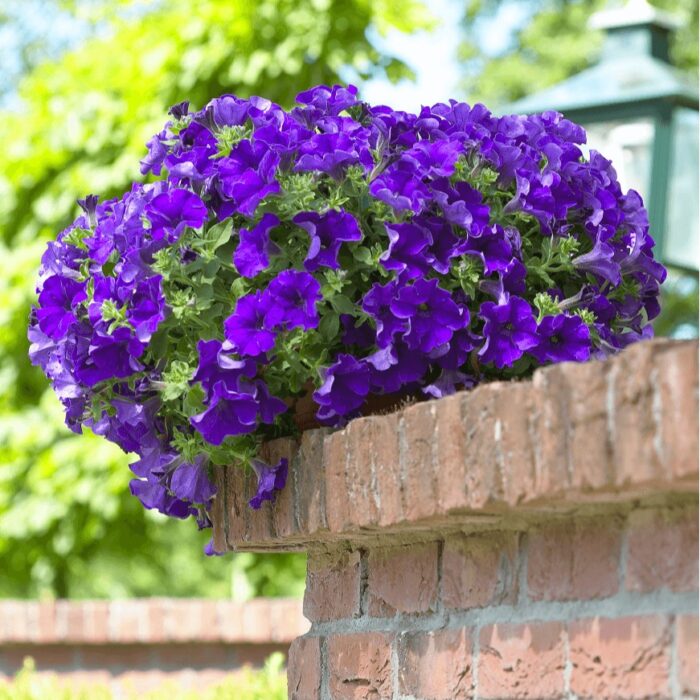 PETUNIA  SURFINIA Giant Blue - Image 2