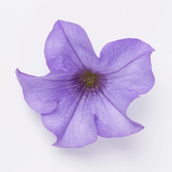 PETUNIA  SURFINIA Heavenly Blue - Image 2