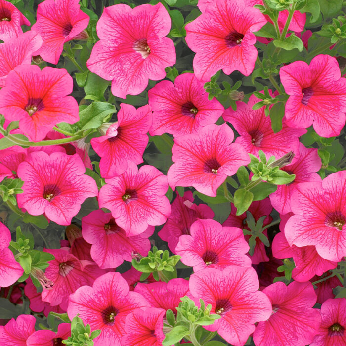 PETUNIA  SURFINIA Hot Pink  PP - Image 3