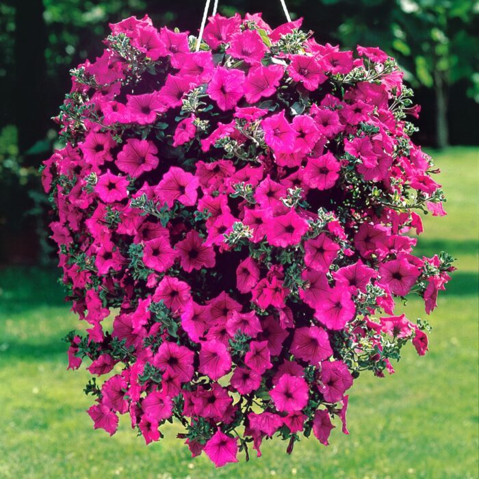PETUNIA  SURFINIA Hot Pink  PP - Image 2