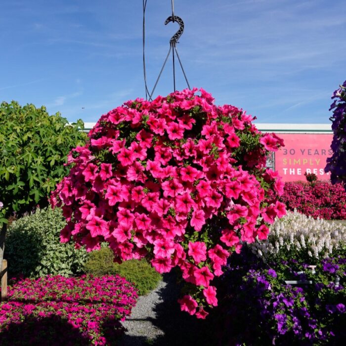 PETUNIA  SURFINIA Hot Pink  PP - Image 4