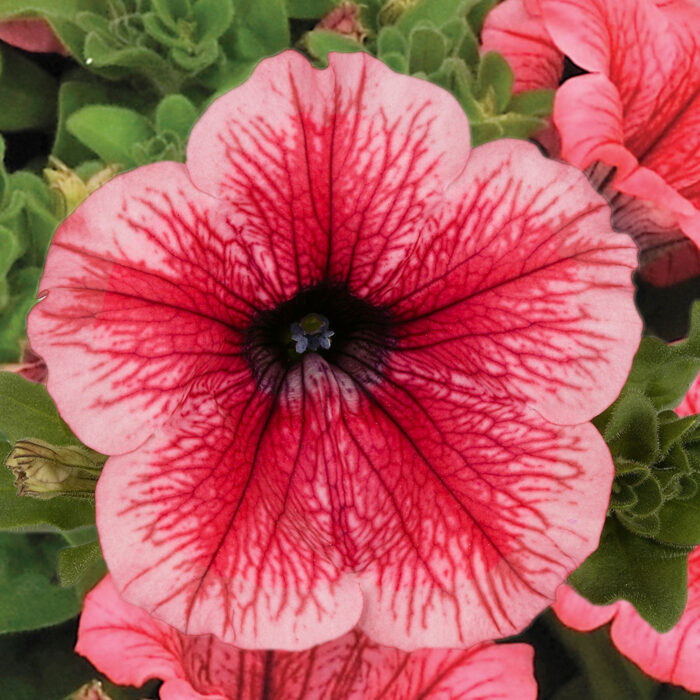 PETUNIASURFINIAHOTREDPL_1.jpg PETUNIA  SURFINIA Hot Red - Image 2