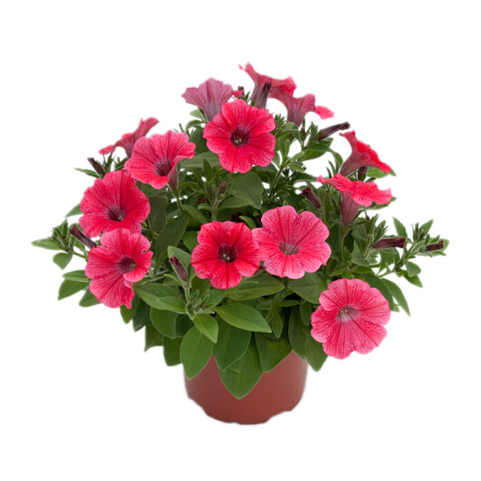 PETUNIASURFINIAHOTREDPL_2.jpg PETUNIA  SURFINIA Hot Red - Image 3