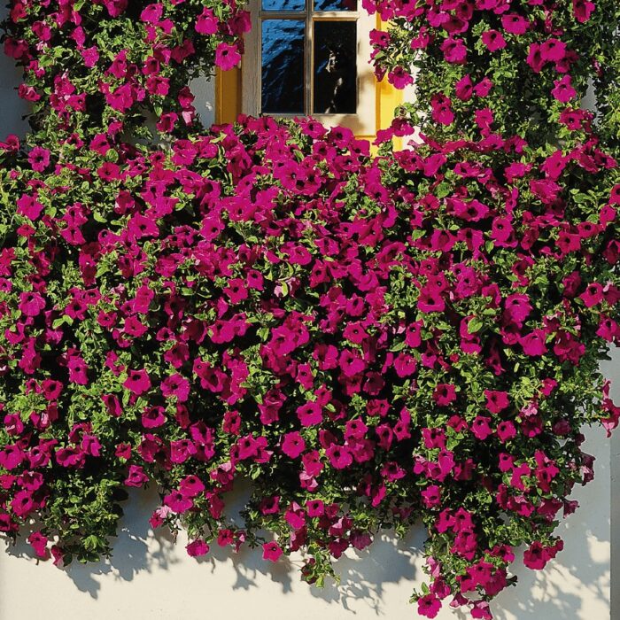 PETUNIA  SURFINIA Purple PP - Image 2