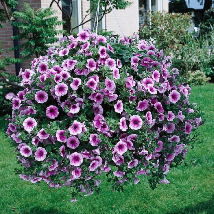 PETUNIA  SURFINIA Rose Vein - Image 2