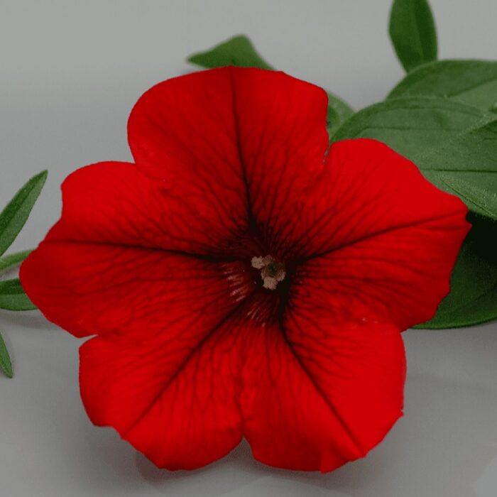 PETUNIA  SURFINIA Table Dark Red PP - Image 2