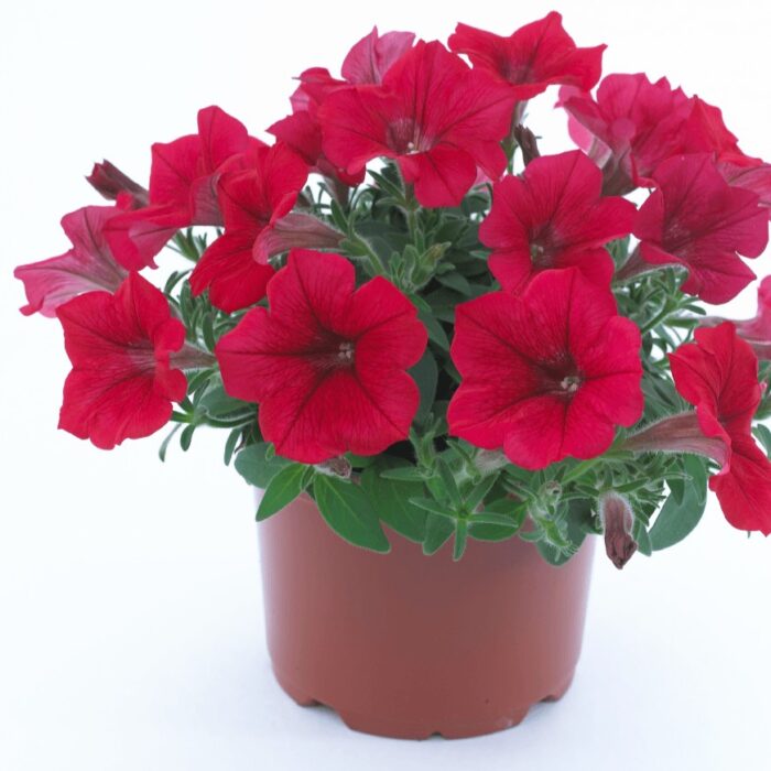 PETUNIA  SURFINIA Table Dark Red PP - Image 3