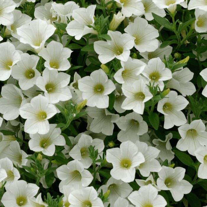 PETUNIASURFINIATABLEWHITEPL.jpg