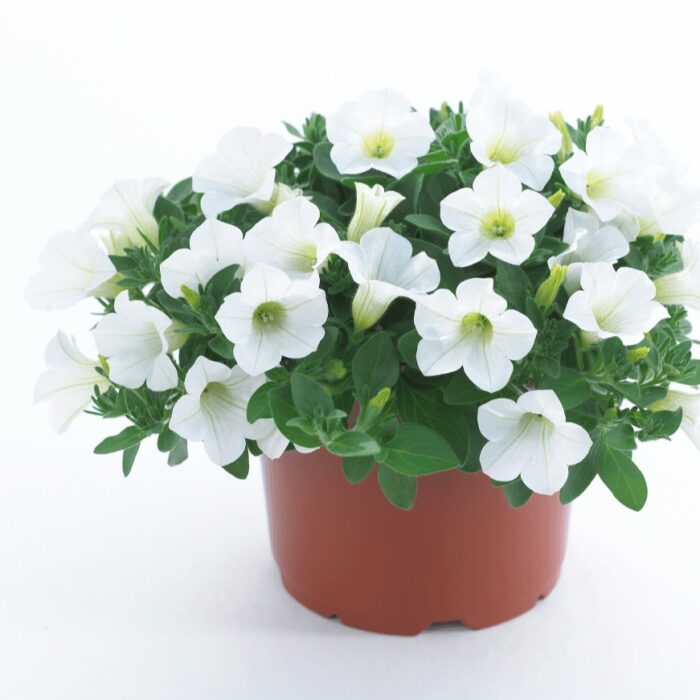 PETUNIASURFINIATABLEWHITEPL_1.jpg PETUNIA  SURFINIA Table White - Image 2