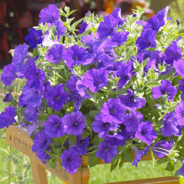 PETUNIA  SURFINIA Violet 06 PP - Image 2