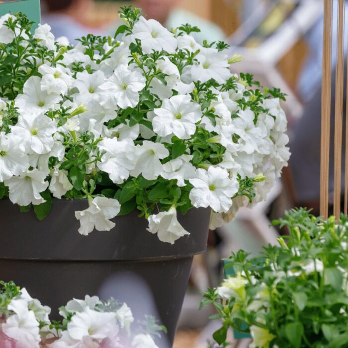 PETUNIA  SURFINIA White Morn PP - Image 2