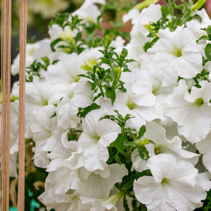PETUNIA  SURFINIA White Morn PP - Image 3