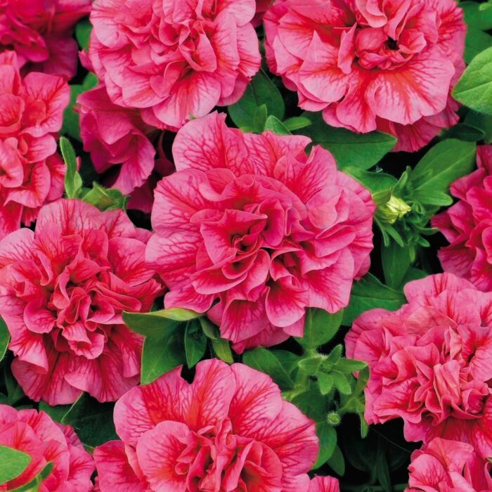 PETUNIA TUMBELINA Candyfloss - Image 2