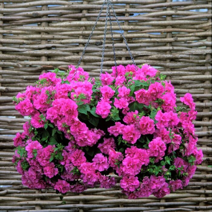 PETUNIA TUMBELINA Candyfloss - Image 3