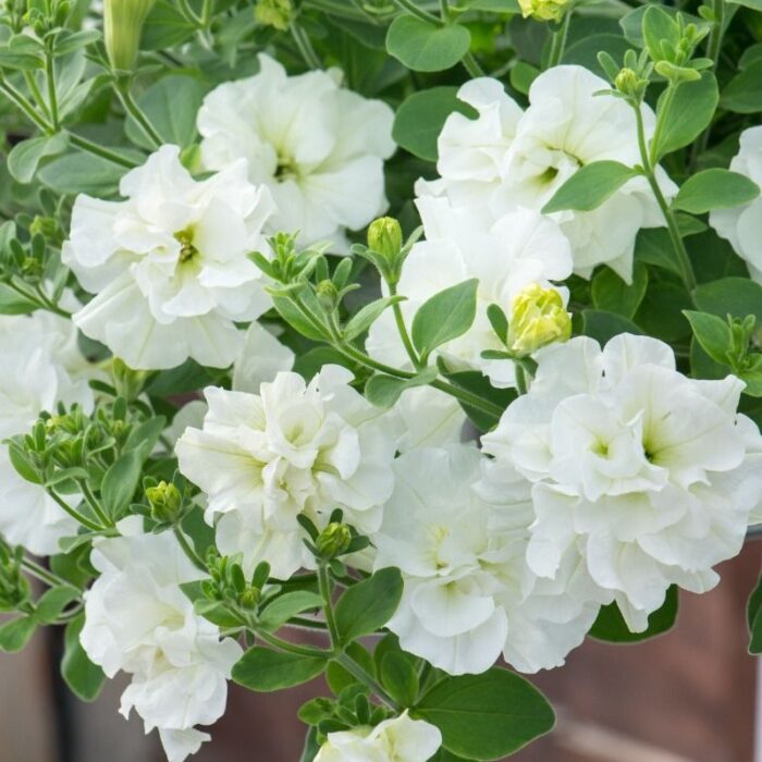 PETUNIA TUMBELINA Diana - Image 3